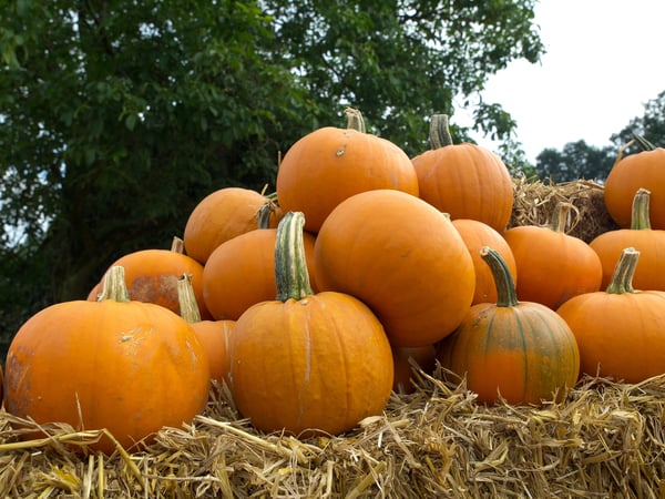 Seniors Out & About in the Twin Cities: The Great Pumpkin